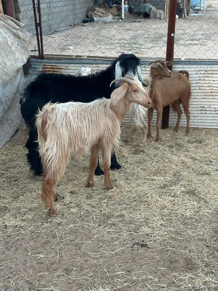 خمس بي الفحل مصريات 3