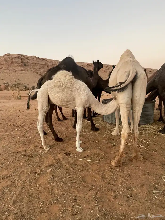 قعود بري لباني يرضع امه 4