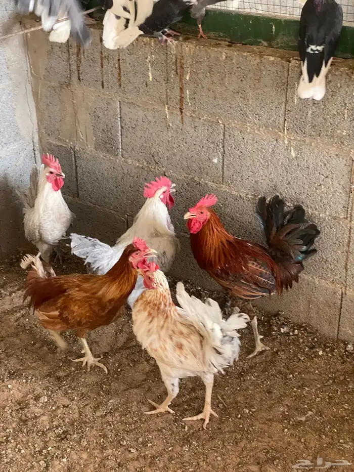 ديوك ودجاج 0