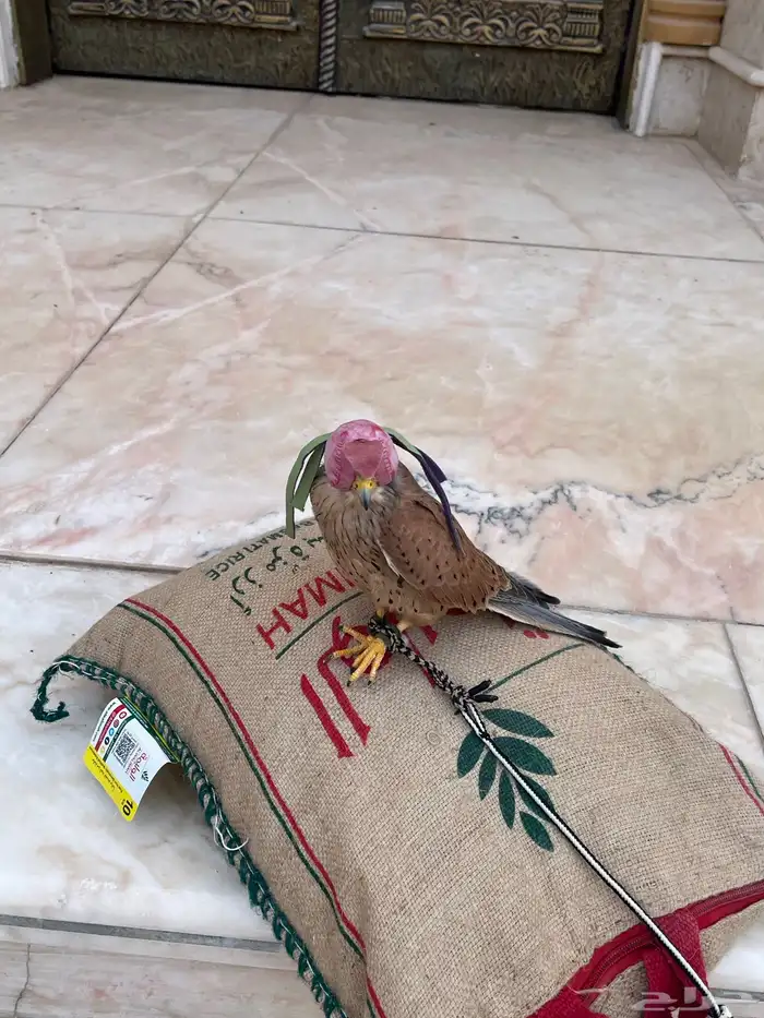 طير باشق للبيع 0