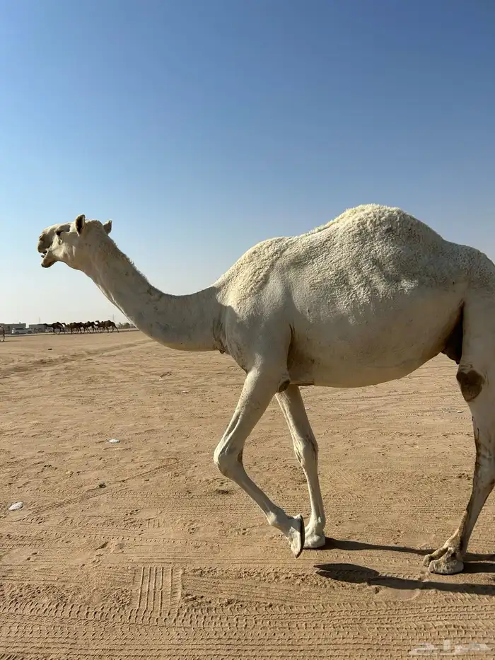 عشرا وضحا تحتها قعود شاقه 1