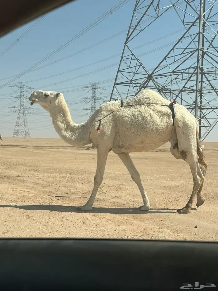 ضريبه للبيع 3