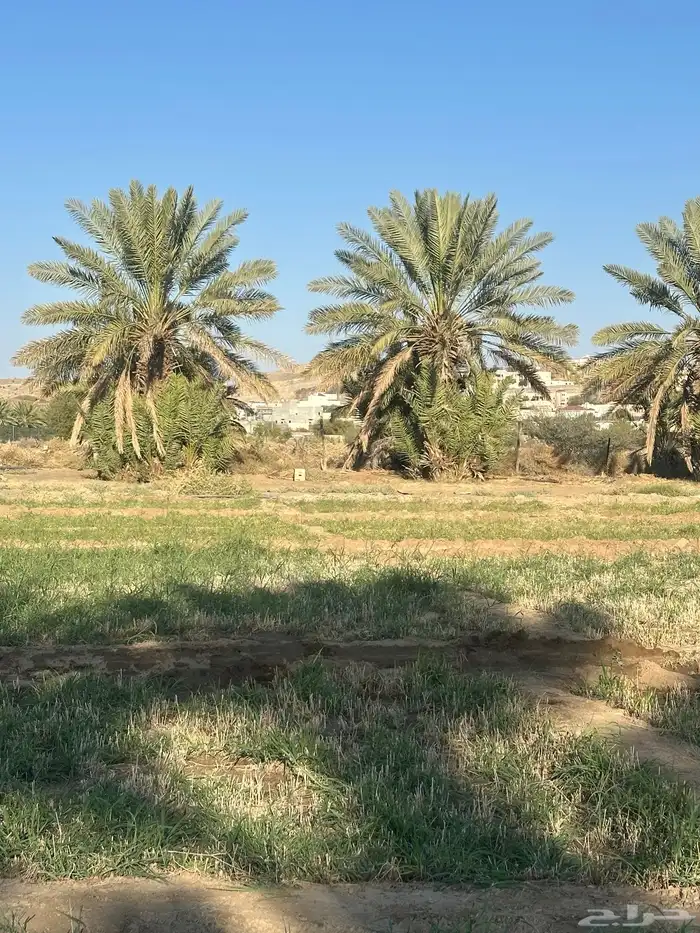 نخل جثياث وفسايل للبيع 2