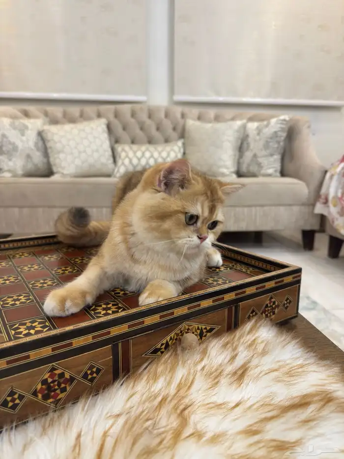 قط بريتش بيور 7