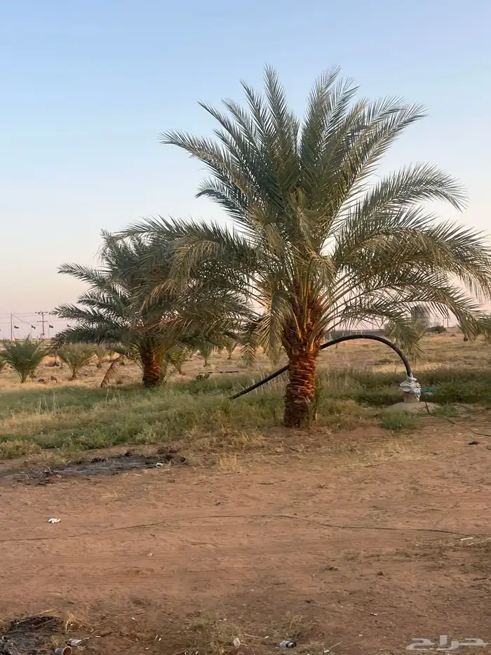 نخل رشودي طيب ونتاحه فاخر. ولكن علشان الأعمار ابي أشيله 0