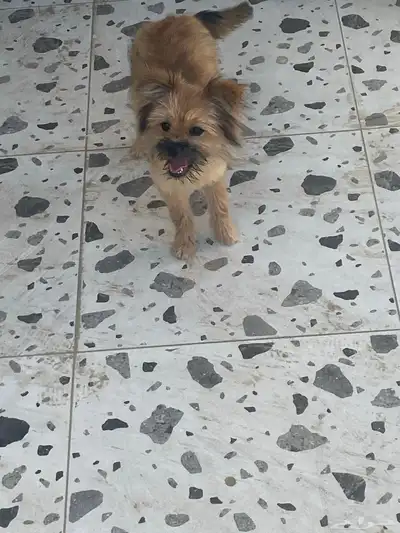 كلب للبيع index