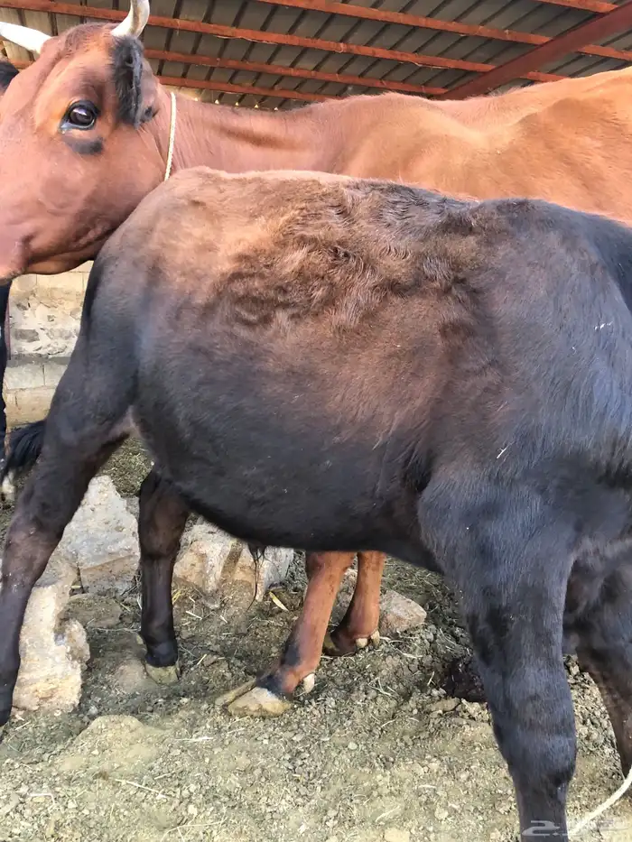 بقره منيح هادئة تحتها حسيل 3