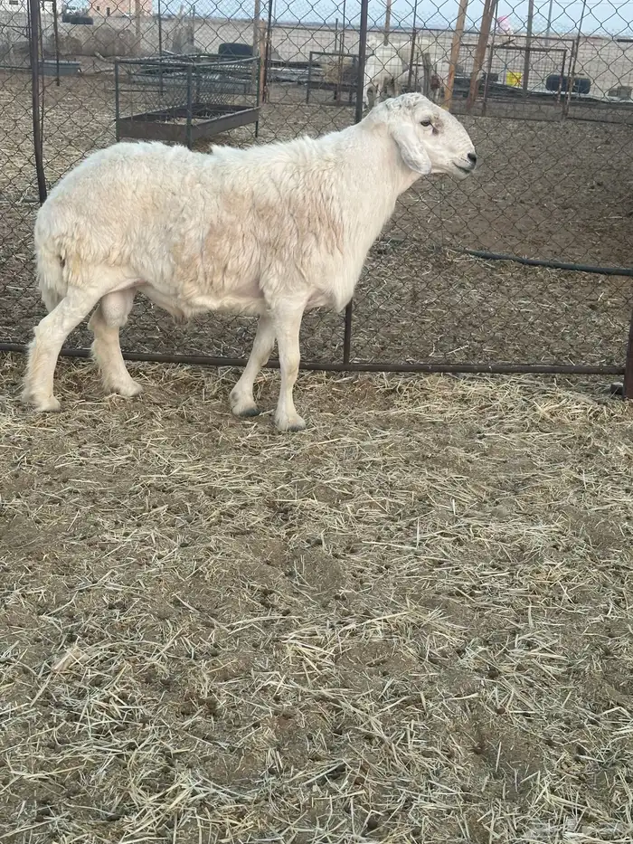 فحل حري مشروط 2