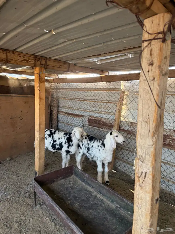 خروفين طيبات ونظاف للي بيربط 2