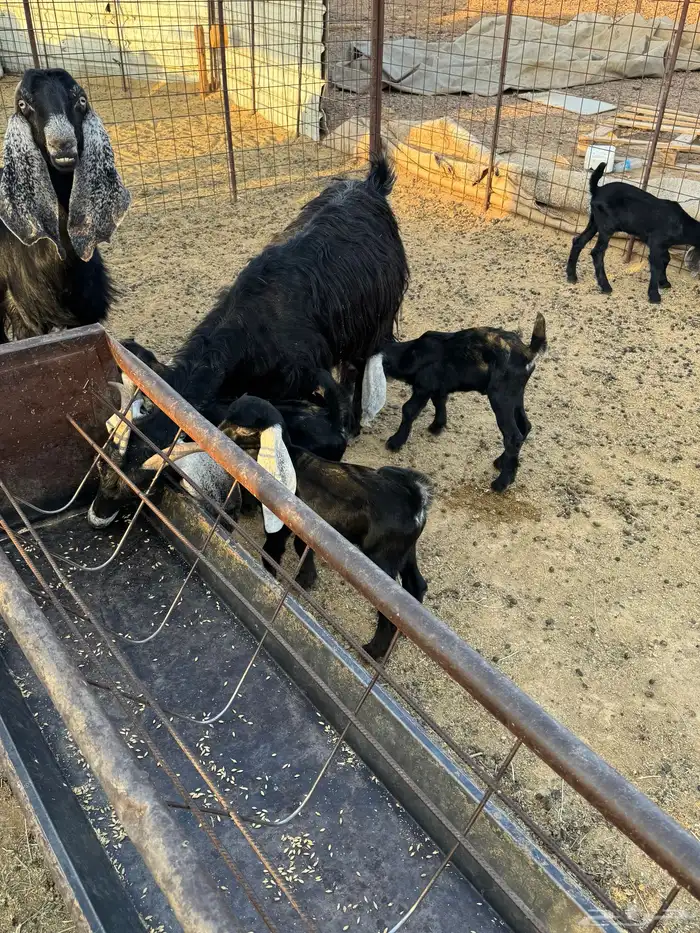 معزاء بعياله 8