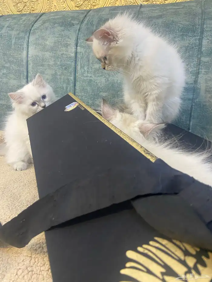 قطط كيتن للبيع المدينة المنورة 6