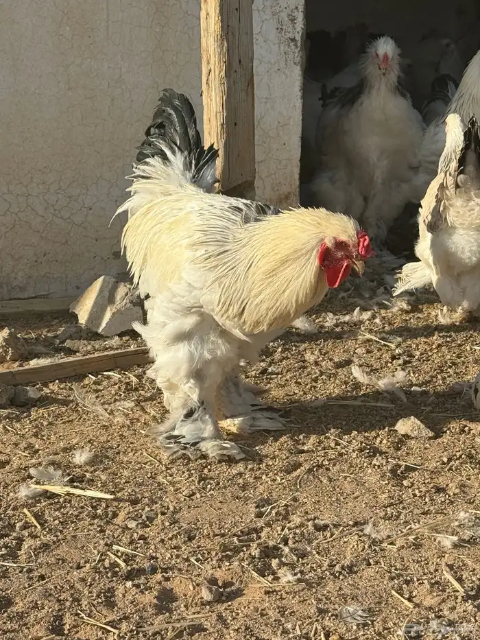 دجاج براهما كولمبي كونك 8 شهور 2