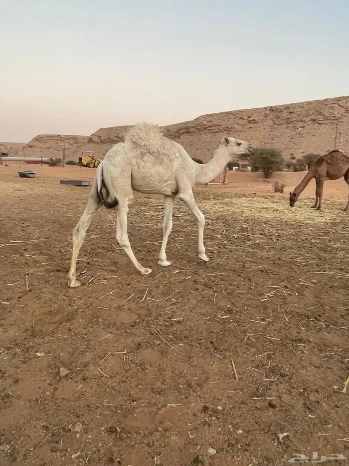قعود بري لباني يرضع امه 2