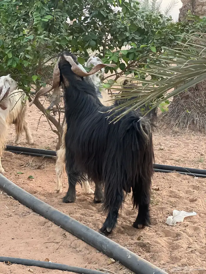 تبس فحل عارضي 1