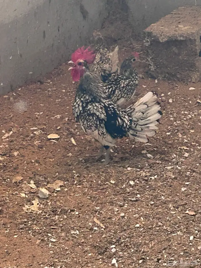 دجاج سبرايت 0