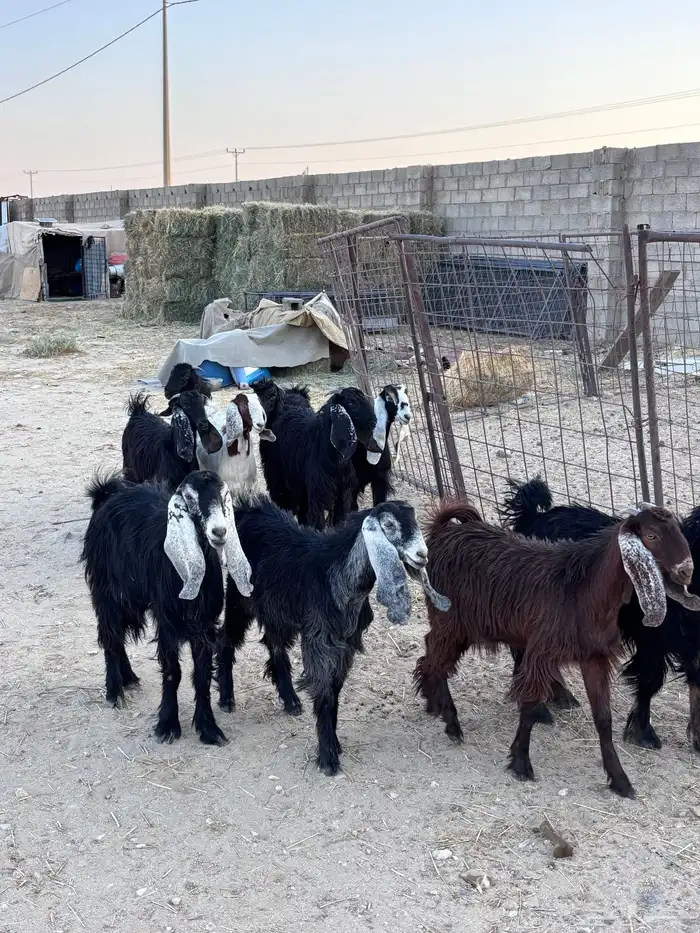 جفرات جذعات بالدوادمي 3