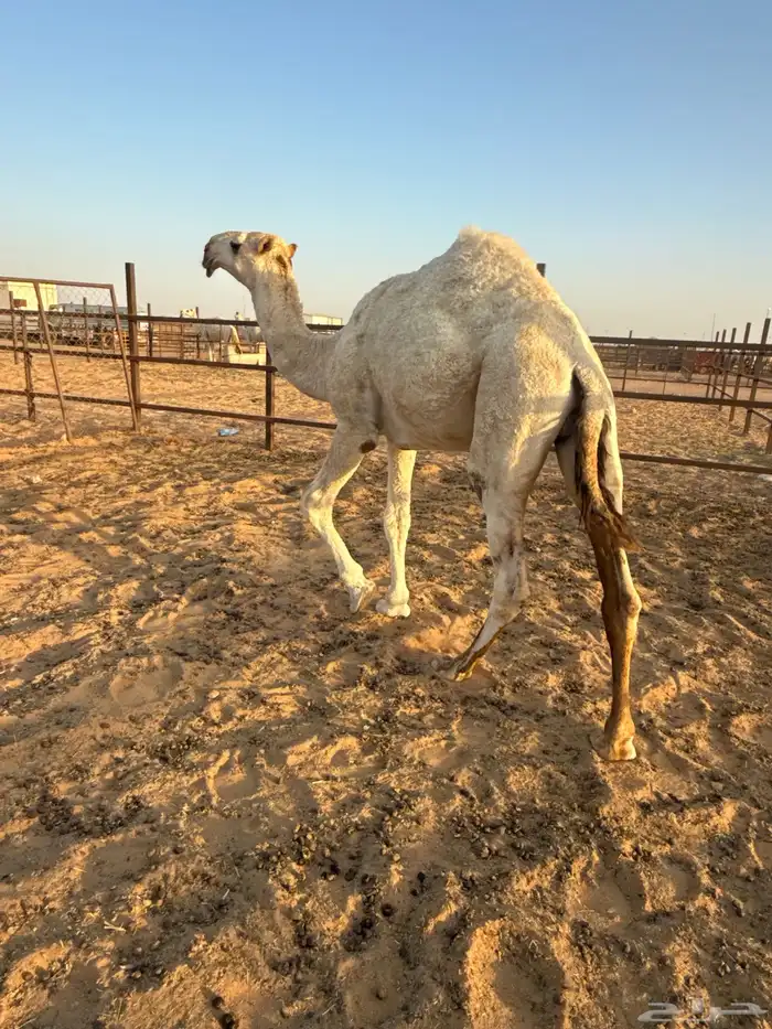 قعود باتلي كفو للبيع 1