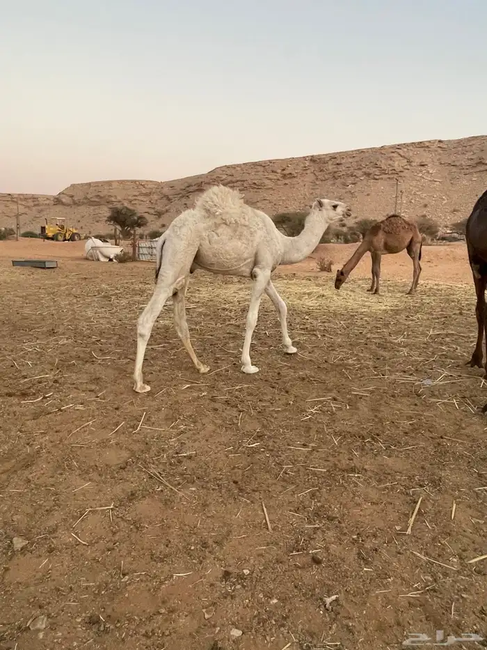 قعود بري لباني يرضع امه 1