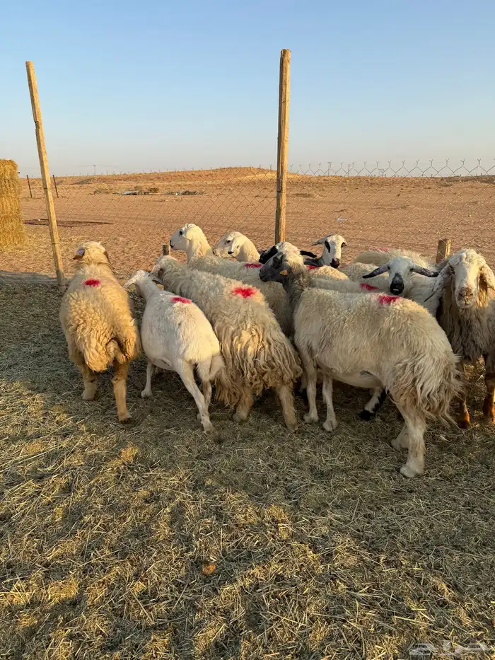 غنم حصيب 2