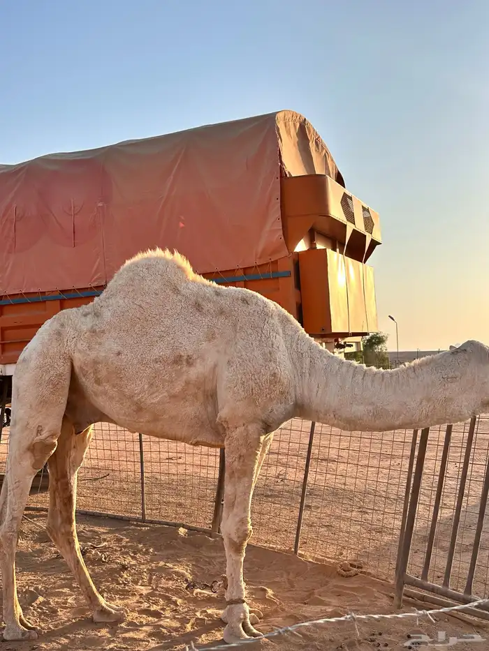 قعود للبيع 1