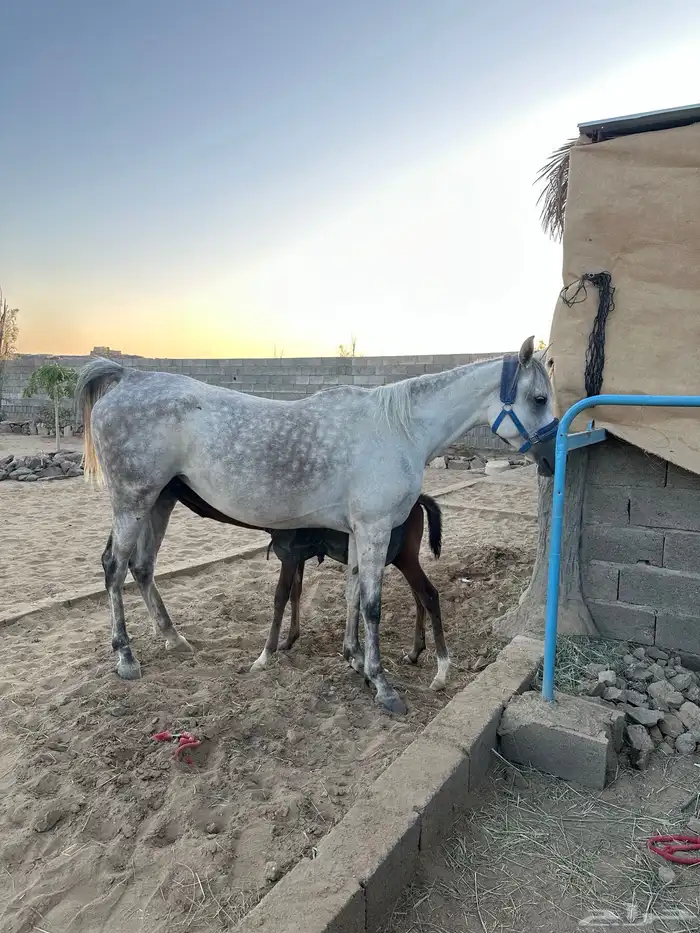 فرس تحتها مهره 0