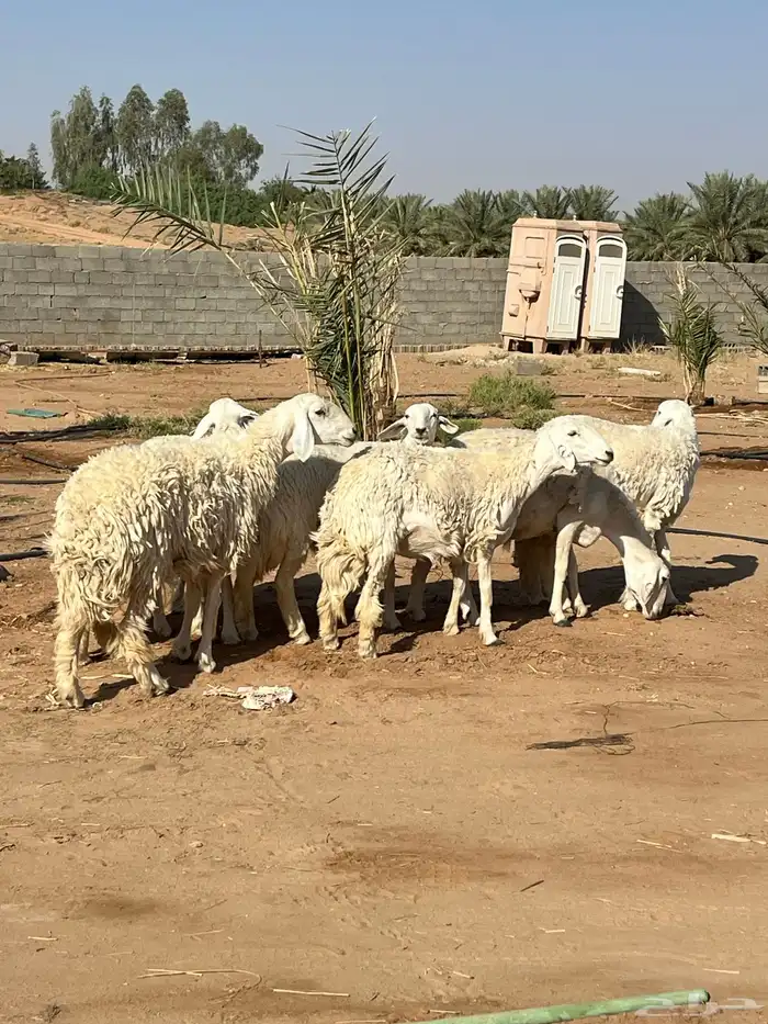 للبيع حريات جذعات و ثنوات دفيع 0