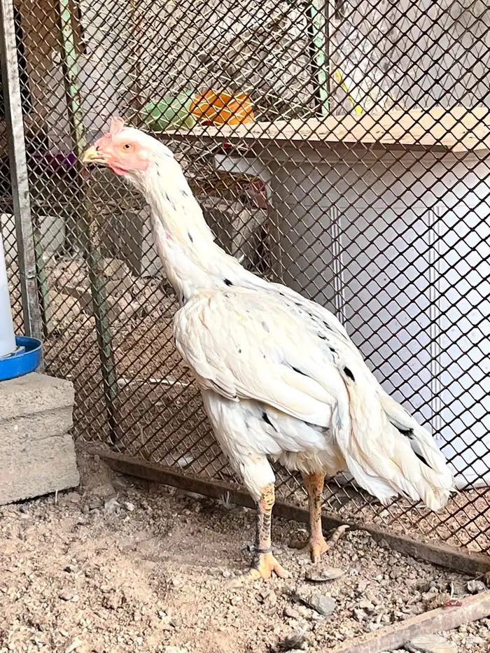زوج سندي بطل 1