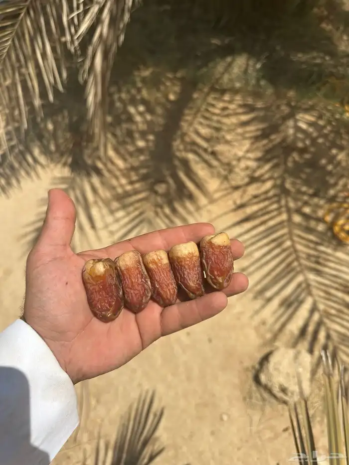 نخل خلاص وصقعي مثمر 7