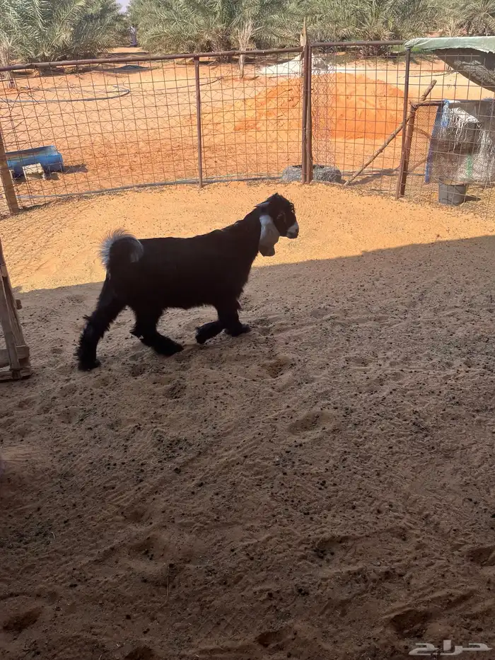 تيوس عوارض مشاريع فحول 0