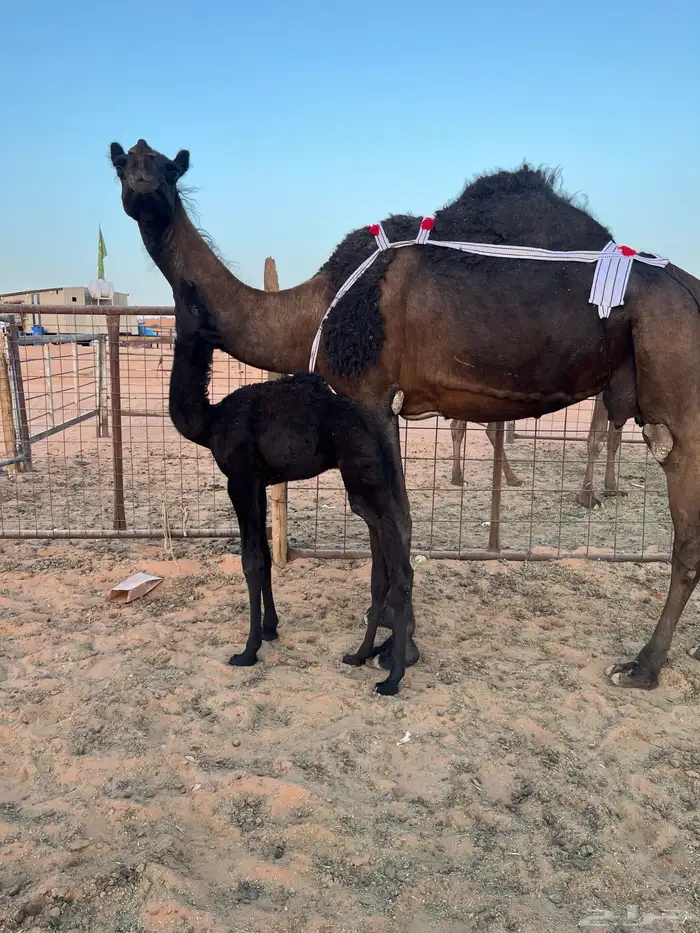 خلفه مجهم هديه 0