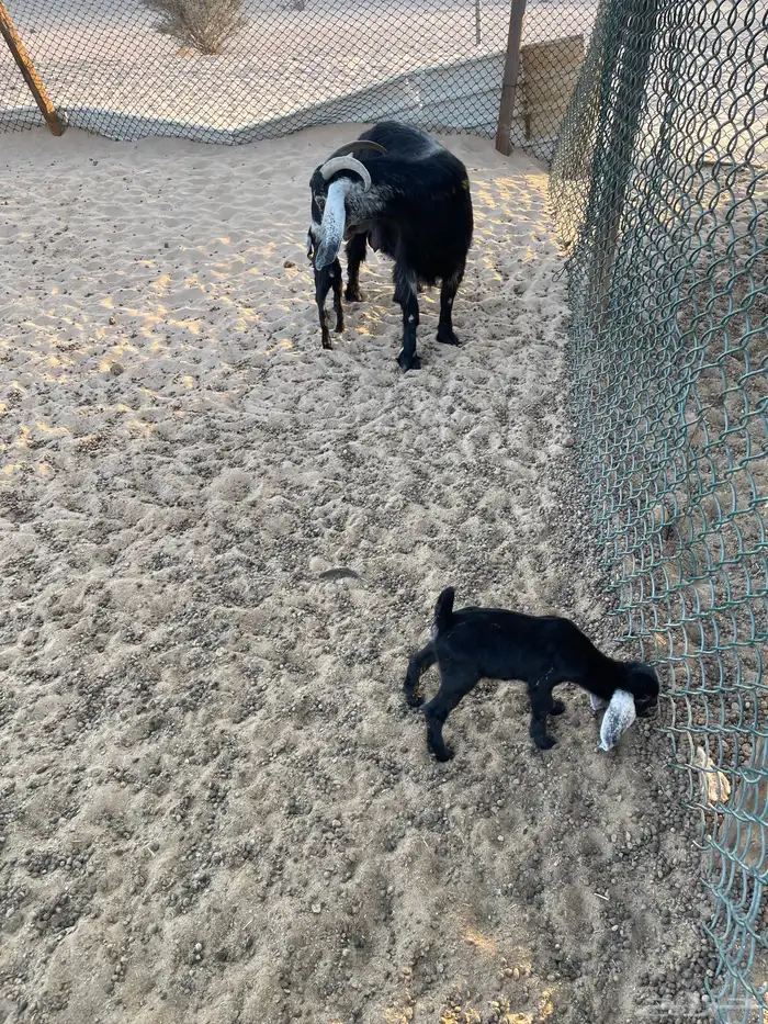 ماشاءالله تبارك الله للبيع عنز تحتها جفرتين 1