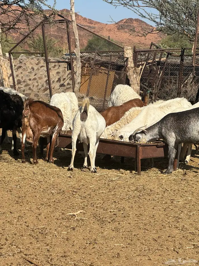 عشرين ماعز دفيع مشروطه ديوس وضحه من الأمراض 2