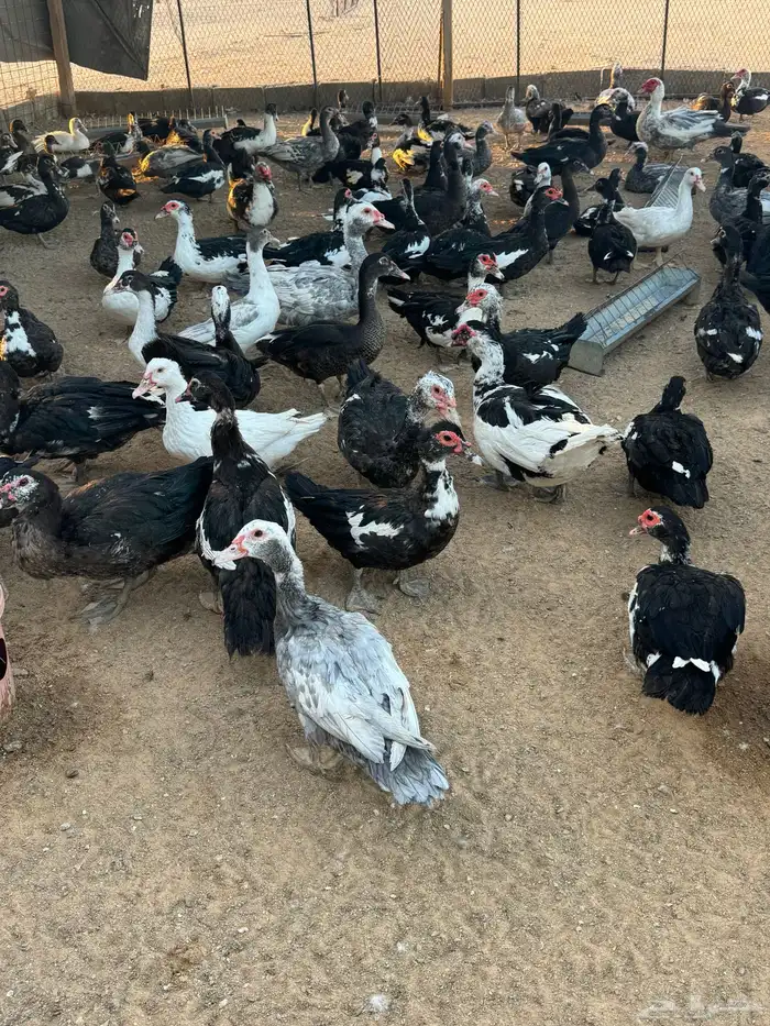 للبيع بط بح عشه كامله 2