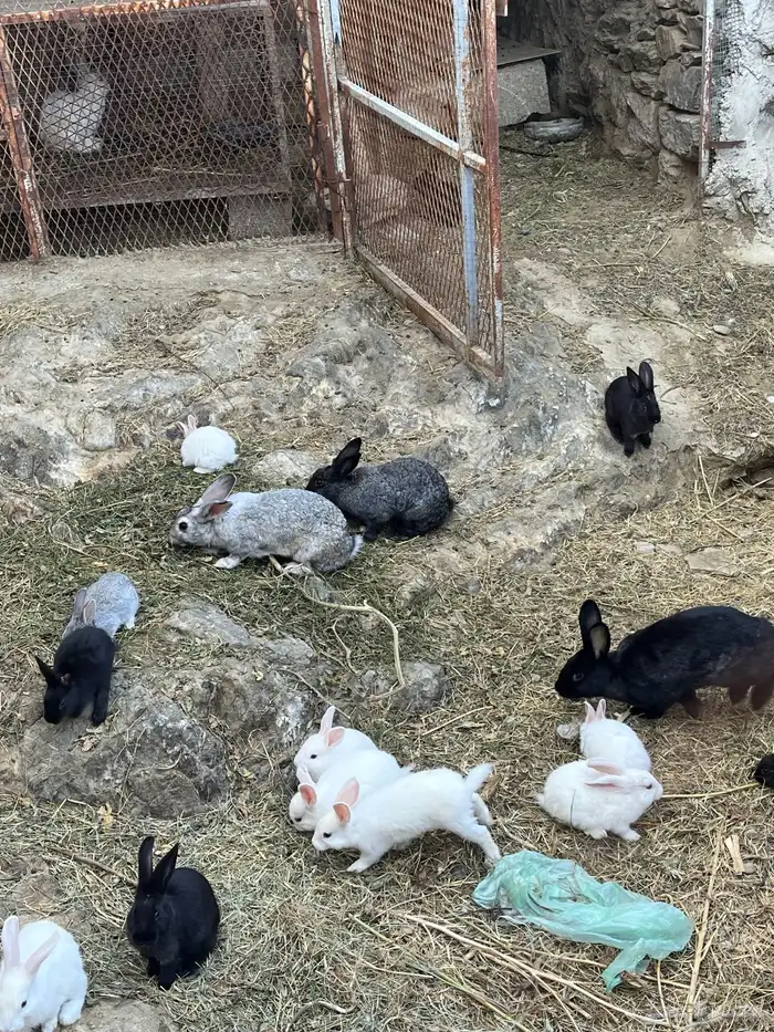 ارانب بلديه منتجه 3