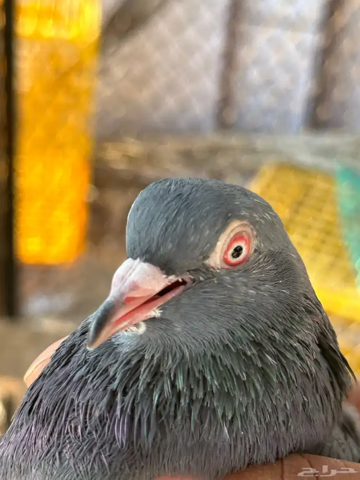 اربع اجواز باكستاني 2