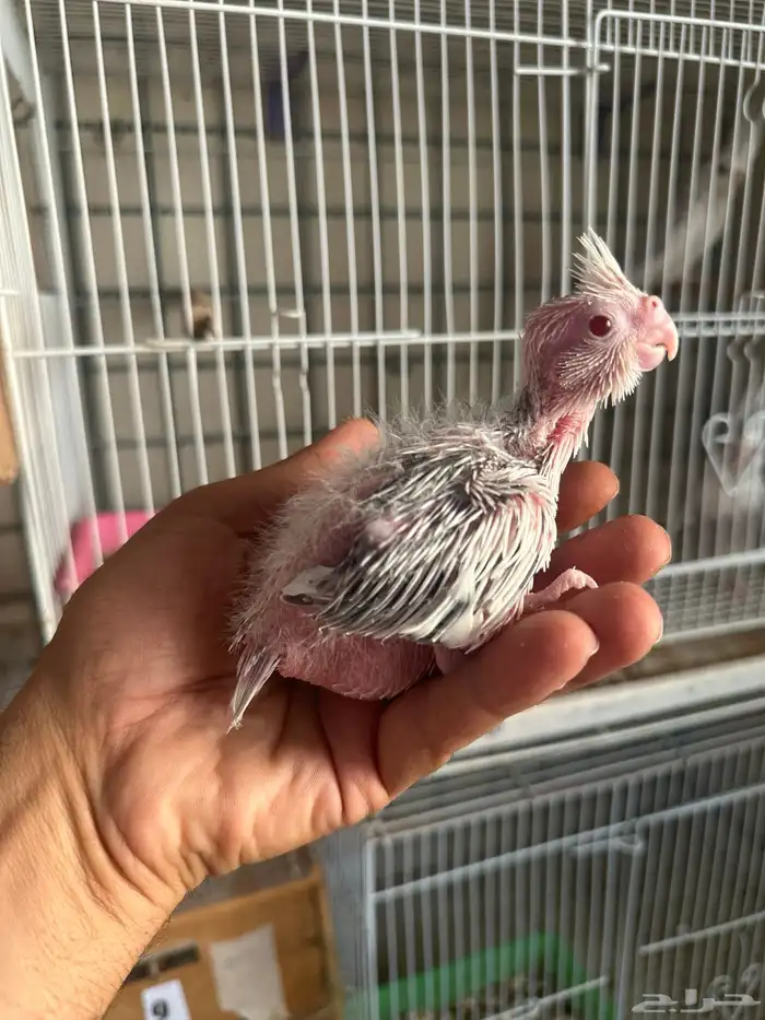 فروخ كروان رسيسف عيون حمر 1