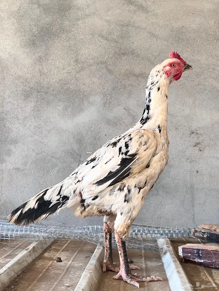 زوج سندي بطل 7