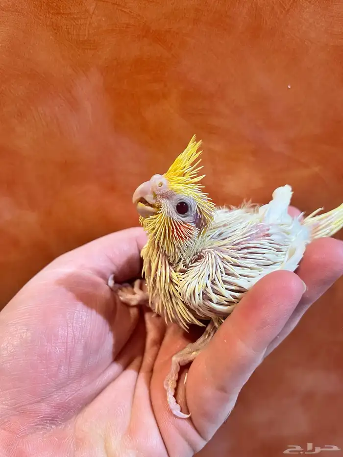 كروان لاتينو اصفر عيون حمره 1