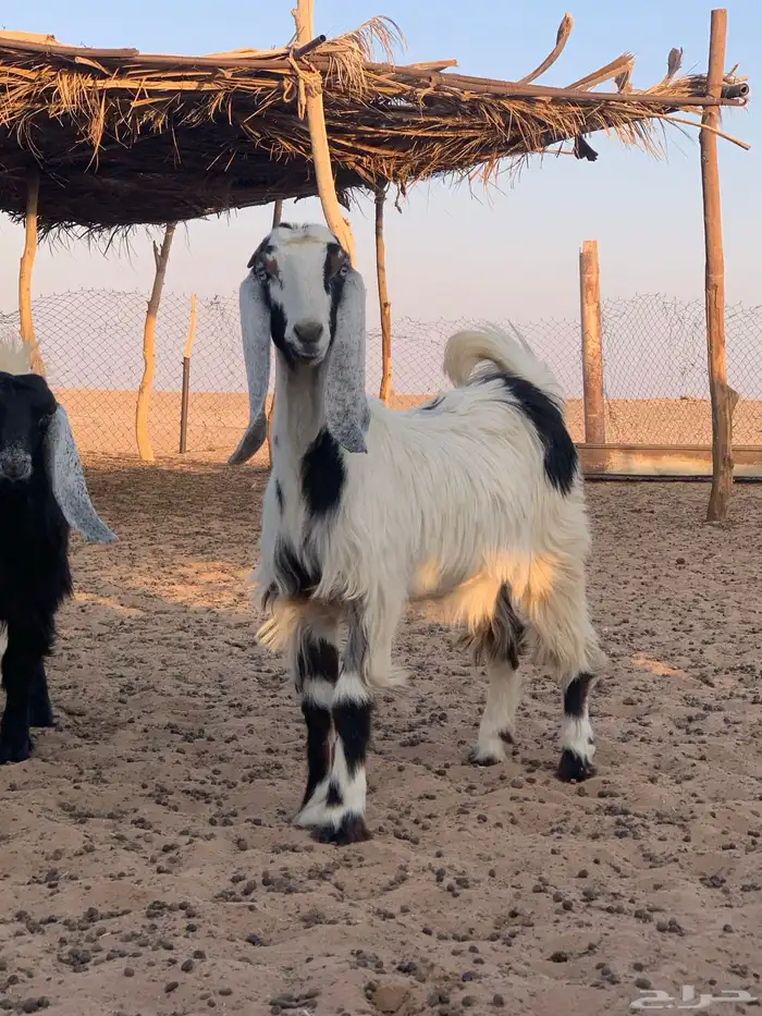 ذبايح عنق تيوس جفار 3