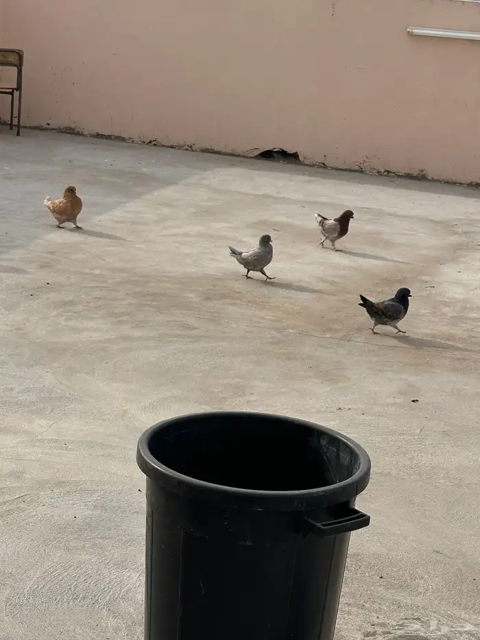حمام نجران 0