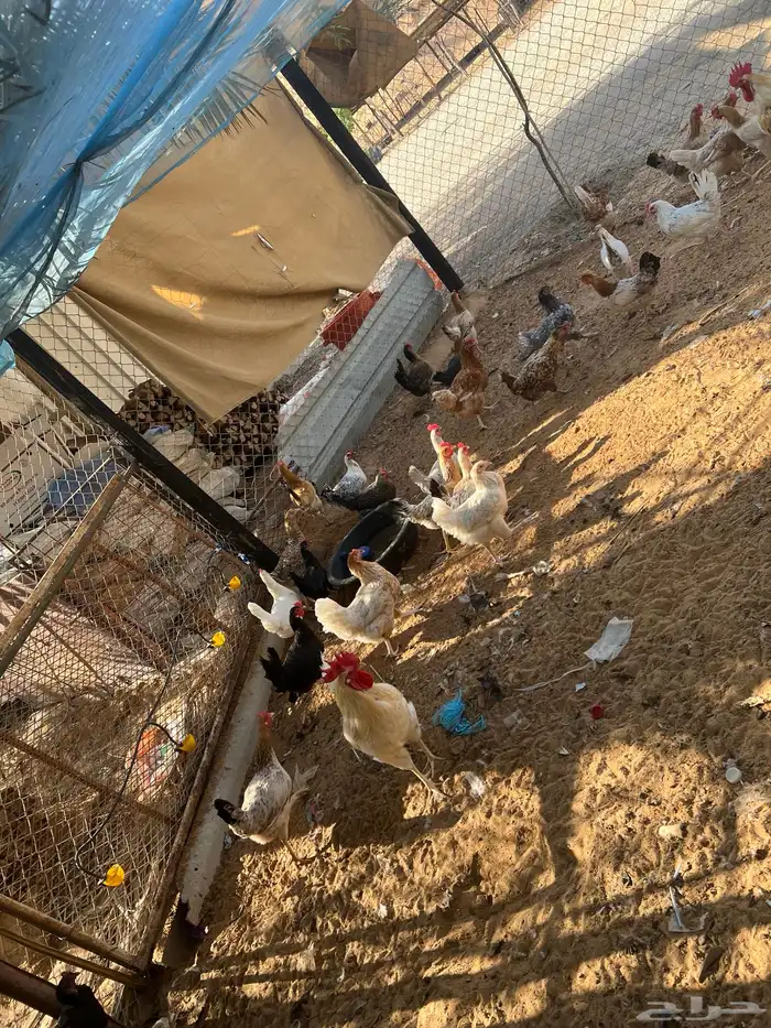 للبيع دجاج بياض 2