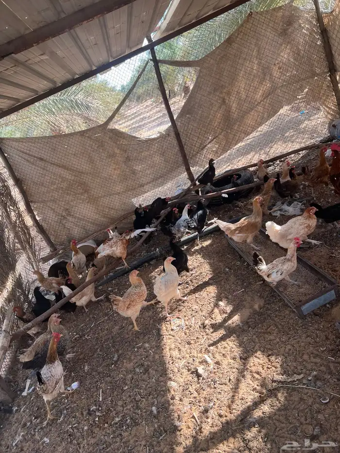 للبيع دجاج بياض 5