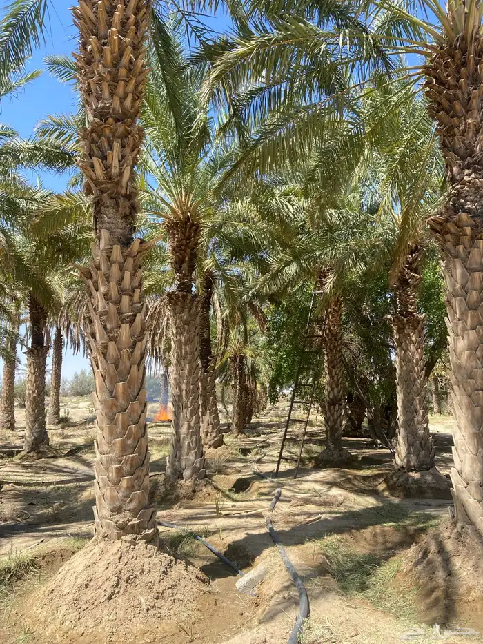 نخيل للبيع طول 8 متر وزيادة 1