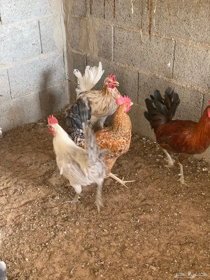 ديوك ودجاج 2