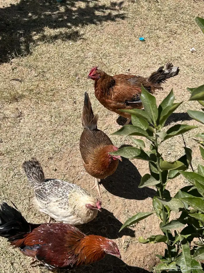 دجاج للبيع 7