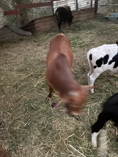 عجول  الماني و جرسي و بربر index