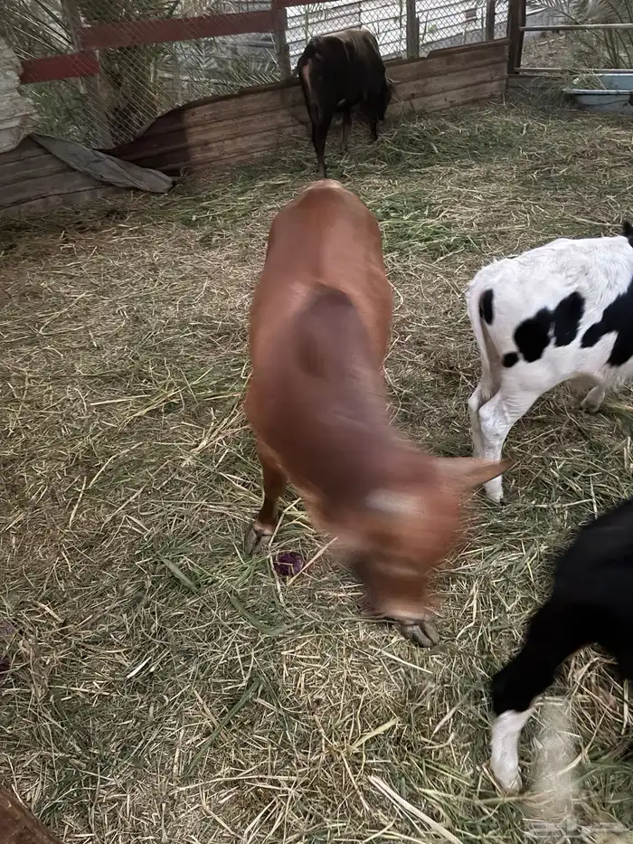 عجول  الماني و جرسي و بربر 4