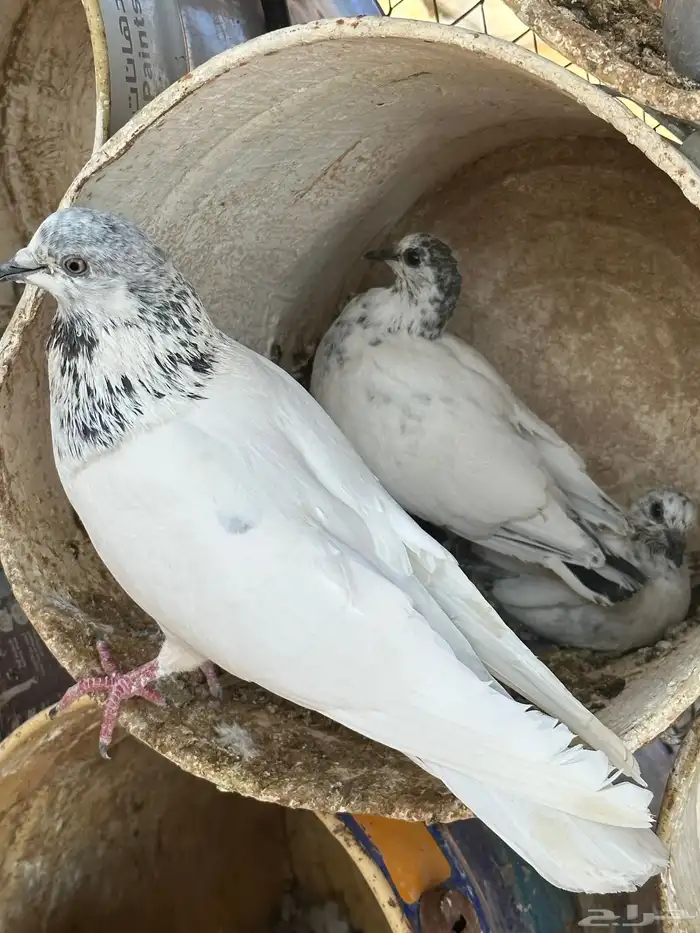 اربع اجواز باكستاني 1