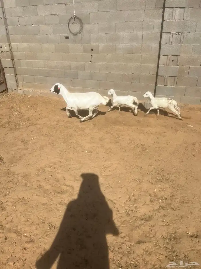 بربريه متوم 2