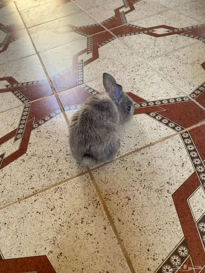 ارانب العمر 3شهور مع شبكه وعلافه سليم شرط 0